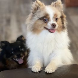 Pomeranian All Grown Up from P31 Poms