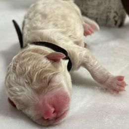 Boy 3 - Phantom male Bernedoodle puppy in Leesport, Pennsylvania from Bechtel’s Tiny Bernadoodles