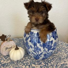 Wyatt - Chocolate and tan male Yorkshire Terrier puppy in Rising Star, Texas from Phillips Pup House