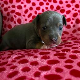 Apollo - White black and tan male Rat Terrier puppy in Molalla, Oregon from The Puppy Patch Rat Terriers