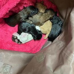 Cavapoo Puppies from Sweet Snuggles Cavapoos