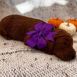 Poodle Puppies from CAStandardPoodles