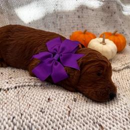 Poodle Puppies from CAStandardPoodles