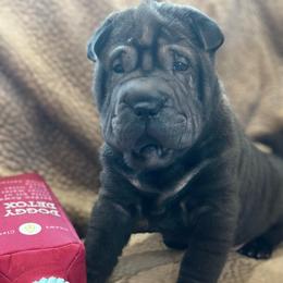 Alvin - Black sable male Chinese Shar-Pei puppy in China, Michigan from Blackwitch Farms