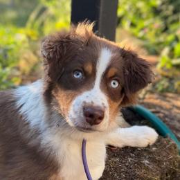 Gwyneth - Red tri-color female Miniature American Shepherd puppy in Damascus, Oregon from Rebel Soul Minis