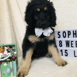 Pyredoodle and Sheepadoodle Puppies from Davis Family Doodles