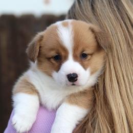 Poppy - Red female Pembroke Welsh Corgi puppy in Butte Meadows, California from Julia's Pembroke Welsh Corgis