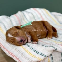 Mint collar DOLLY - Apricot female Goldendoodle puppy in Salem, Utah from Aspen Doodles
