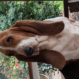 Basset Hounds and Dachshunds from Lindsey Smith