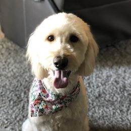 Honey - Goldendoodle