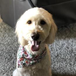 Honey - Goldendoodle