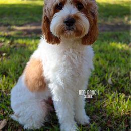 Penny - Cavapoo