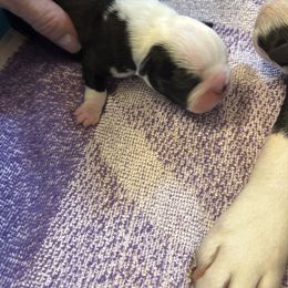 Female - Black and white female Boston Terrier puppy in Mc Donough, Georgia from Ballard Boston Terriers