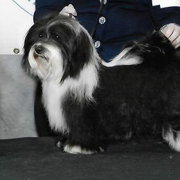 CanCan - Havanese