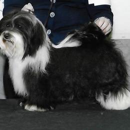 CanCan - Havanese
