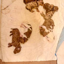 Goldendoodle Puppies from Texas Bello Doodles