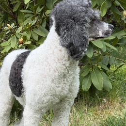 Border Collies and Bordoodles from Prophecy Kennels