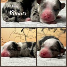 (2) Donner, BMM - Blue merle male Miniature American Shepherd puppy in Huntington, Texas from JKKJ Farms
