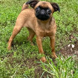 Brussels Griffon puppies from Icon Cane Corso & Heart N Soul Brussels Griffon