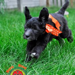 Golden Retriever, Goldendoodle, and Sheepadoodle Puppies from Farmstead 51