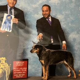 Ribbon - Australian Cattle Dog