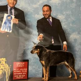 Ribbon - Australian Cattle Dog