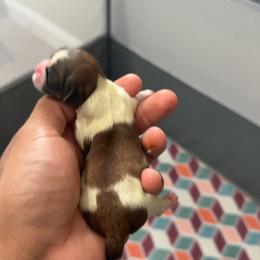 Blue - Gold and white male Shih Tzu puppy in Winston Salem, North Carolina from Shihtzuandoodlenc.LLC