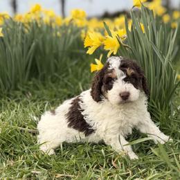 Blizzard - Tri-color male Bernedoodle puppy in Russellville, Arkansas from Crossgate Doodles