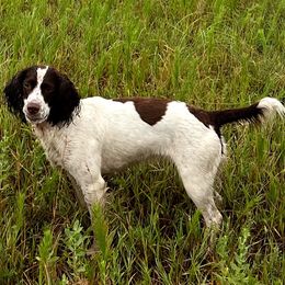 English Springer Spaniel All Grown Up from Sho-Me Springers