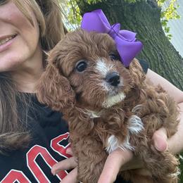 Bernedoodle, Cavapoo, Cockapoo, Goldendoodle, and Poodle Puppies from DoodleForever