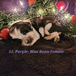 English Springer Spaniel Puppies from 31 Pines Springers & Retrievers
