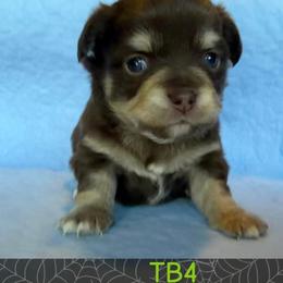 Woodrow - Chocolate male Chihuahua puppy in Harlan, Iowa from Home Grown Chihuahuas From Iowa