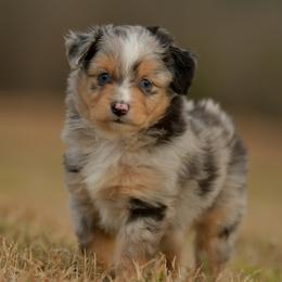 Pipal - Blue merle male Toy Australian Shepherd puppy in Hartman, Arkansas from Southern Edition Aussies