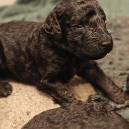 Poodle Puppies from Hatch & Homestead LLC