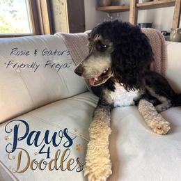 Freya - Bernedoodle