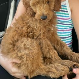 Aussiedoodle and Goldendoodle Puppies from Illinois Countryside Doodles