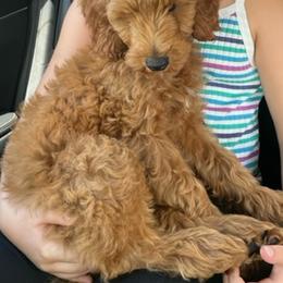Aussiedoodle and Goldendoodle Puppies from Illinois Countryside Doodles