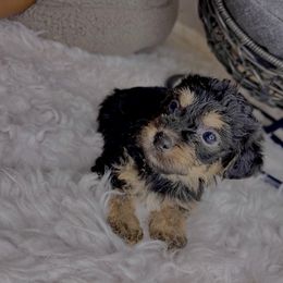 Morkie Puppies from Smart Farms