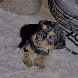 Morkie Puppies from Smart Farms
