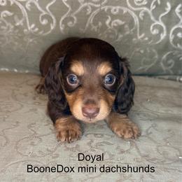 Doyal - Chocolate and tan male Dachshund puppy in Lexington, Oklahoma from BooneDox Miniature Dachshunds