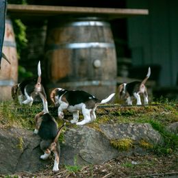 Beagle and Cavalier King Charles Spaniel Puppies from Kazuri Beagles and Cavaliers