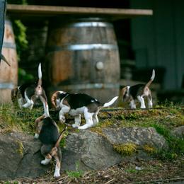Beagle and Cavalier King Charles Spaniel Puppies from Kazuri Beagles and Cavaliers
