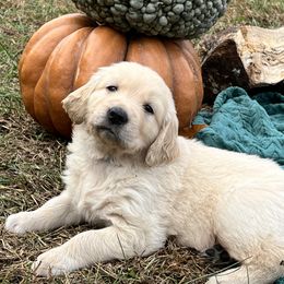 Golden Retriever Puppies from Journeyman Goldens