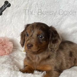Dachshund and Miniature Schnauzer Puppies from The Bossy Doxie Farm