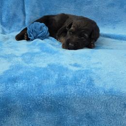 Blue Collar - Black and red male German Shepherd puppy in Louisville, Ohio from Crooked River German Shepherds