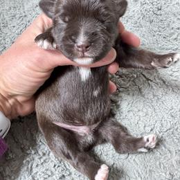 Yellow - Liver male Miniature Schnauzer puppy in Gillette, Wyoming from T’s Little Schnauzers