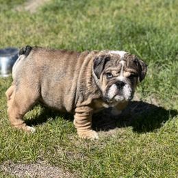 Bulldog puppies from Snuggle Pups