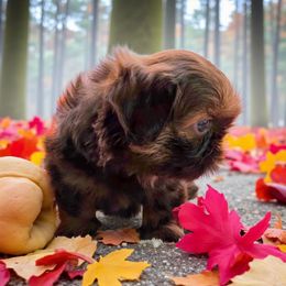 Winslow Winnie Aqua - Liver female Shih Tzu puppy in Richmond, Texas from Aleka Shih Tzu