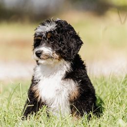 Forge - Tri-color male Bernedoodle puppy in Aubrey, Texas from Four Willows Farm