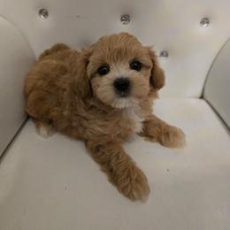 Leslie - Apricot female Maltipoo puppy in Washington from Mt.BakerPoodles&Doodles